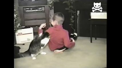 Cat wrestles boy to the ground