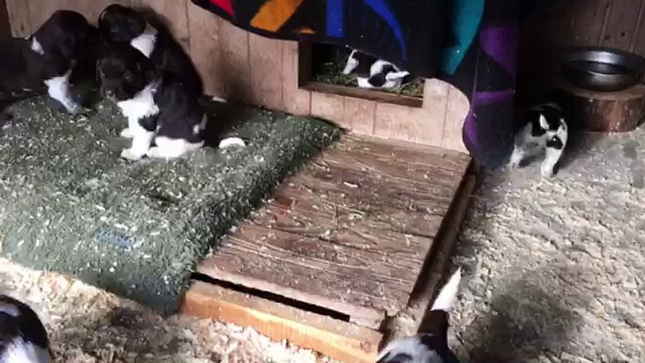 E-Wurf von der Wallmühle, 18.02.2016