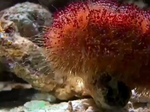 Океаны.Самые опасные животные