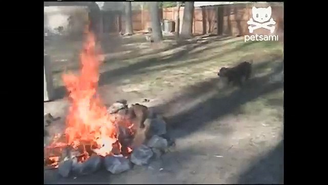 Daredevil dog jumps over fire pit