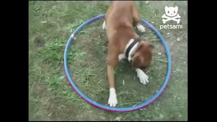 Dizzy dog plays with hula hoop