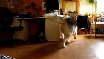 Funny Husky Tundra Doing his Dog Dance