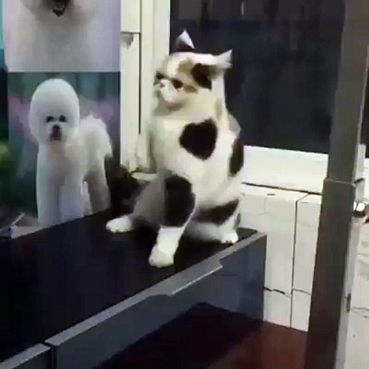 Haydi Dansa
