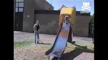 Dog loves going down slide