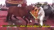 Horse Dance - Dhol Shahnai - Punjab Culture - Jhoomar - Saraiki  -
