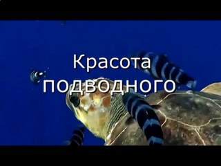 Красота  подводного мира