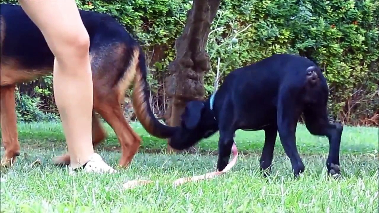 Ils voient cette pauvre chienne dans une ruelle, lorsqu'ils s'approchent, ils n'en croient pas leurs yeux!