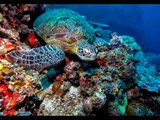 Подводный мир океанов