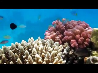 Рыбы и кораллы Красного моря
