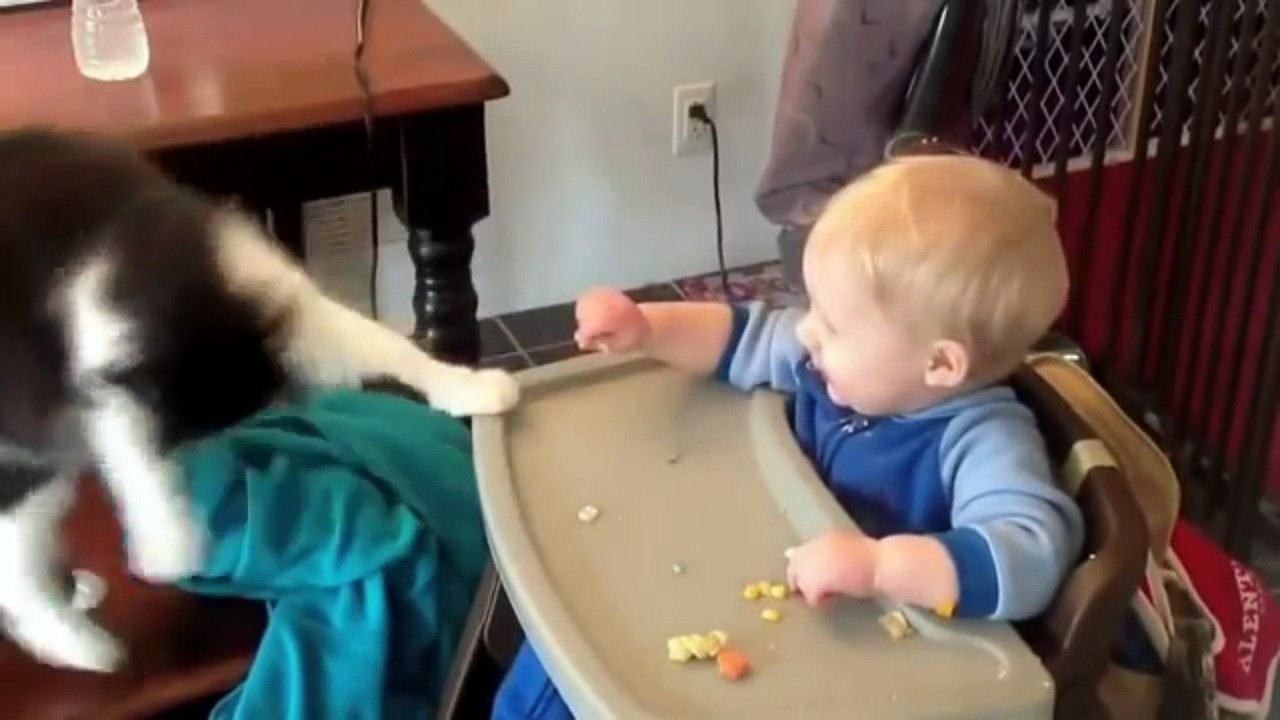 Funny Animals