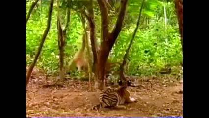 Смешные обезьяны. Подборка видео 2015