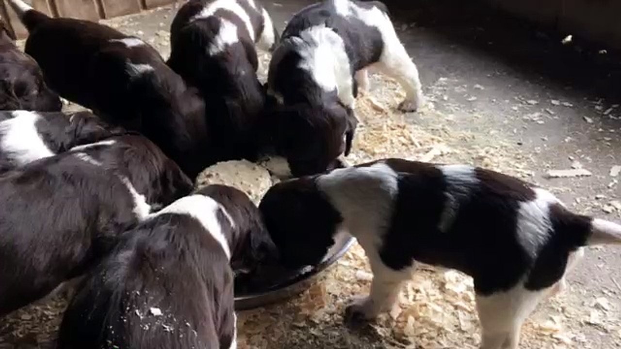 Frühstück und spielen! | Welpen E-Wurf von der Wallmühle 18.02.2016