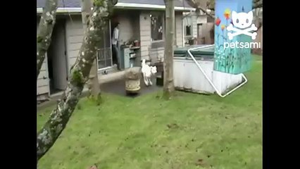 Dog runs up tree to pull down branch