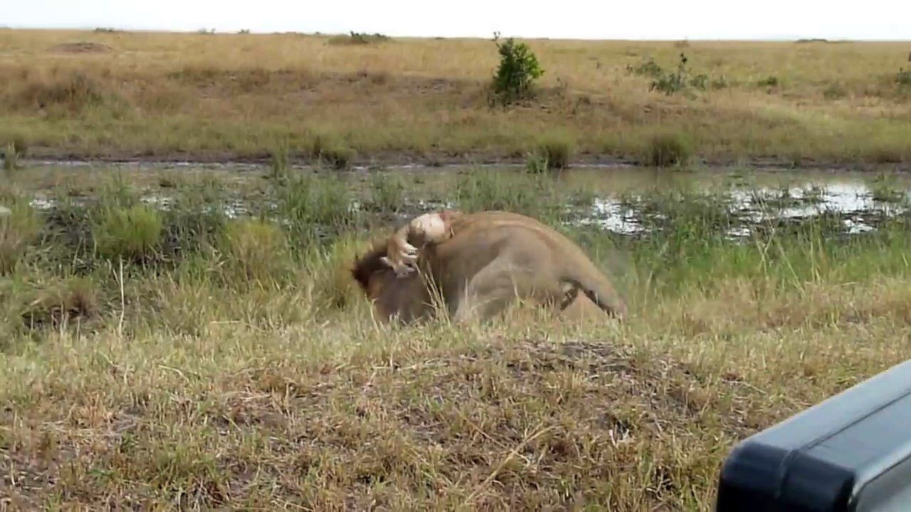 Lion Fight - Part II