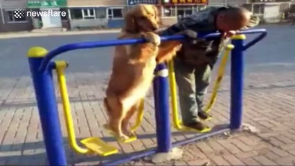 Adorable golden retriever tries exercise equipment in China