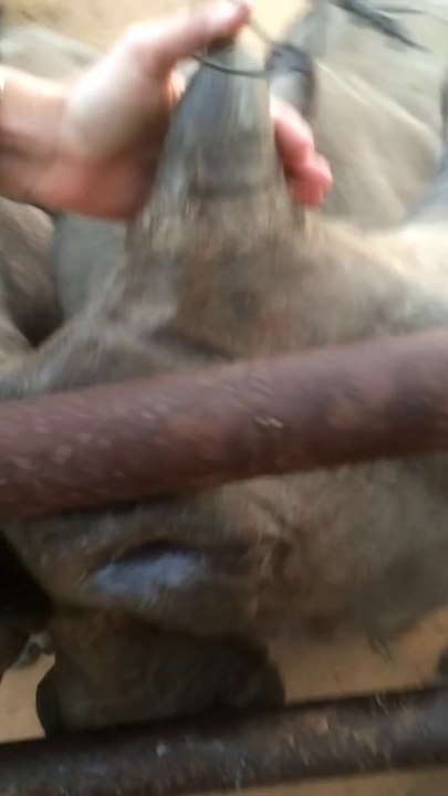 Les cris tellement mignon de bébés rhinocéros