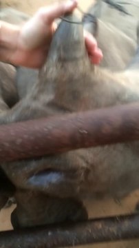 Les cris tellement mignon de bébés rhinocéros