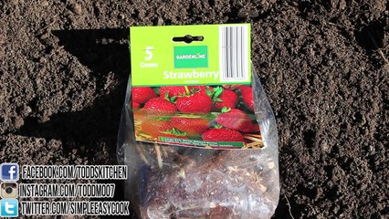 How to plant Strawberries