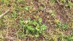 How to Remove Weeds from your Lawn-Grass