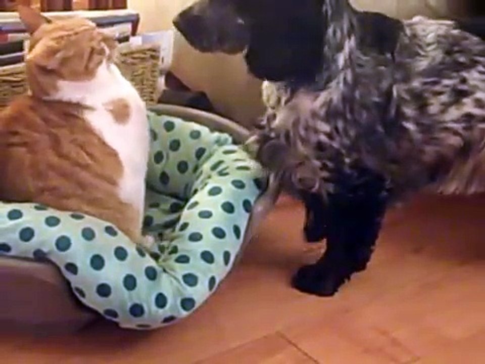 blue roan cocker spaniel playing with garfield the cat very funny