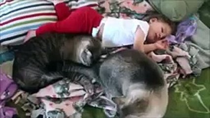 Amazing Cat protecting babies