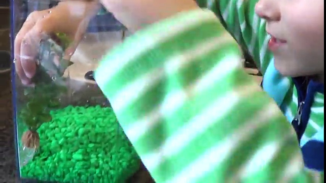 How to Set Up A Fish Tank - Setting Up An Aquarium