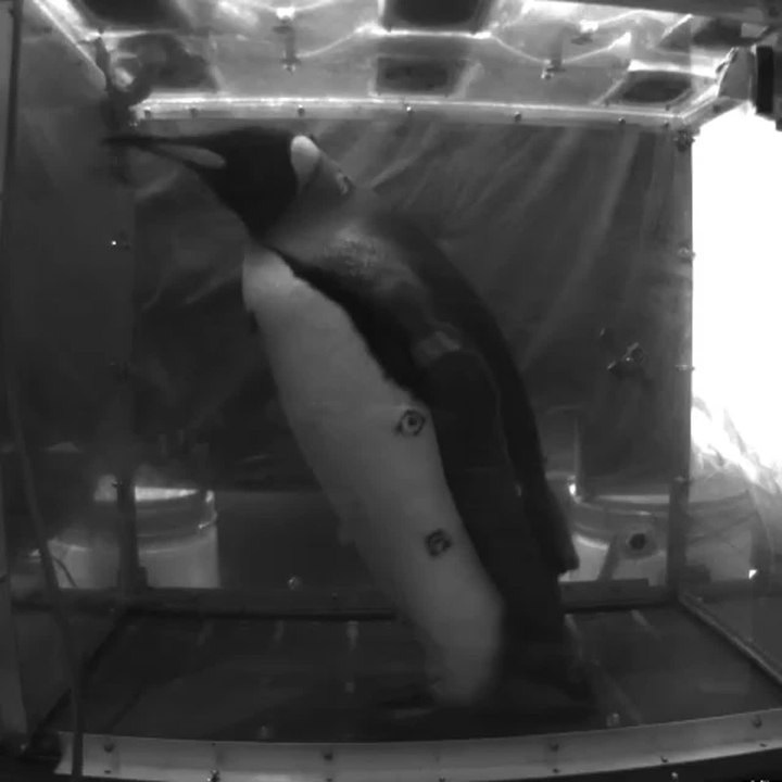 Penguin On A Treadmill