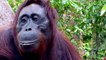 Une vie avec les orangs-outans