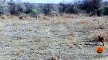 Incredible Attempt by a Caracal at Hunting Warthogs - Latest Wildlife Sightings