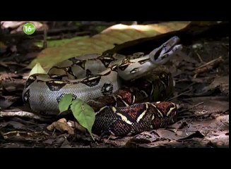 Музыка и видео из рекламы Discovery - Голые и напуганные (2013)