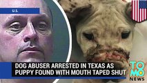 Animal abuse: puppy found with mouth taped shut and broken legs, owner arrested in Texas - TomoNews (News World)
