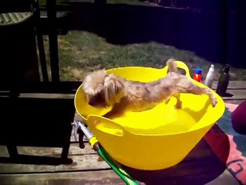 Cобаки не любят купаться. Подборка Top 7