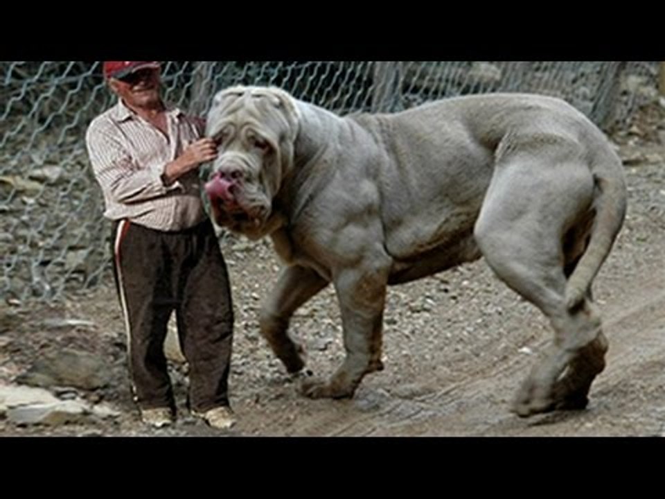 Top 10 Strongest Dogs in The World