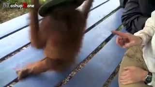 Funny Monkey Videos - A Funny Monkeys Compilation 2015