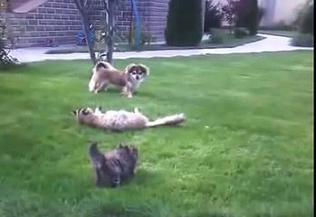 Иногда смешные животные до слёз не смешны, но вызывают уважение