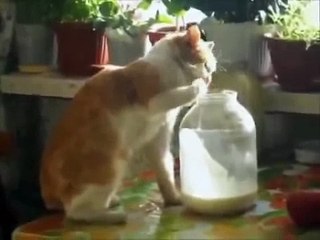 И мы не лыком шиты.самые смешные кошки