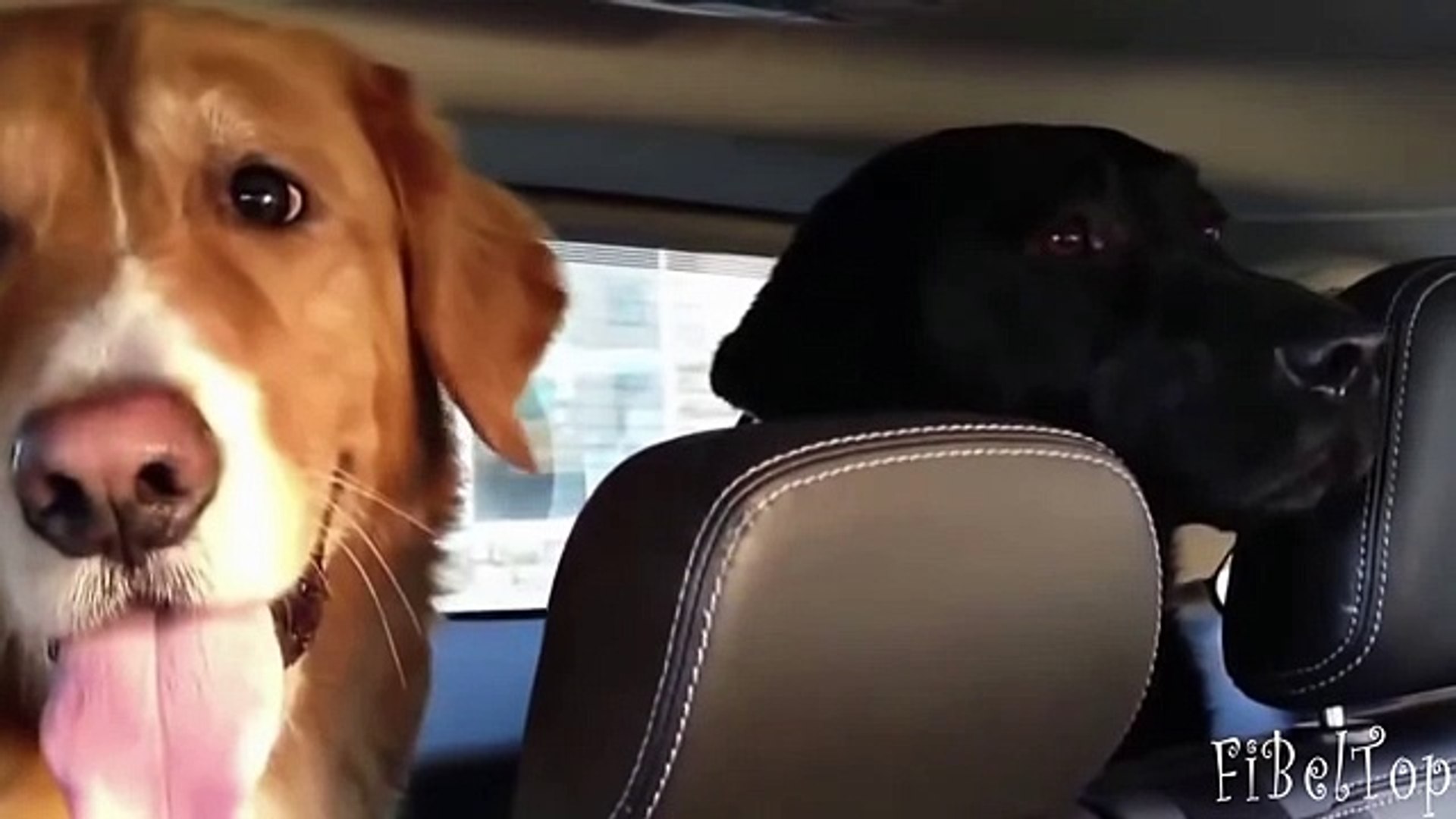 ⁣Животные делают смешные лица