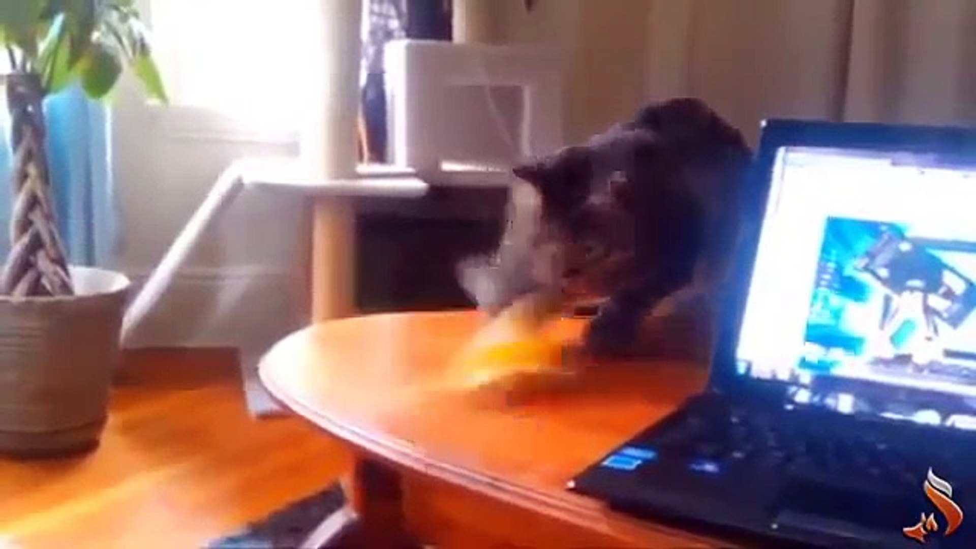 ⁣Funny Animals Fail Compilation 2013 funny pets