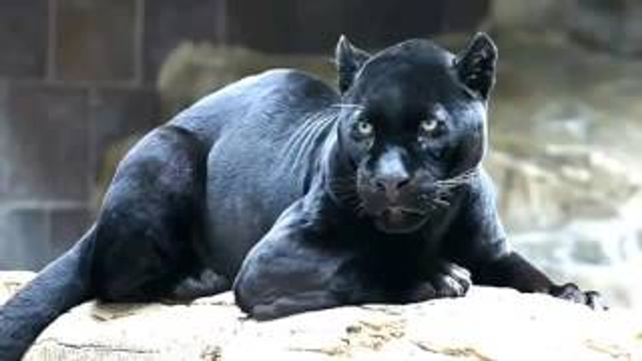 Fun facts for kids | Fun interesting facts kids | Fun facts for kids about animals