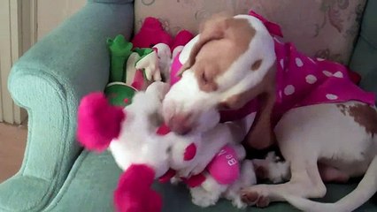 Dog Attacks Valentine's Gifts  Cute Dog Maymo