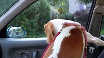 Dog Eats WIndshield Wipers-  Cute Dog Maymo