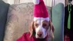 Dog Hates Christmas Costumes-  Cute Dog Maymo