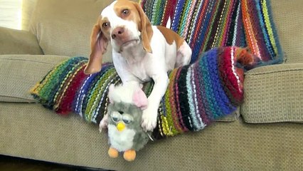 Dog vs. Furby- Cute Dog Maymo