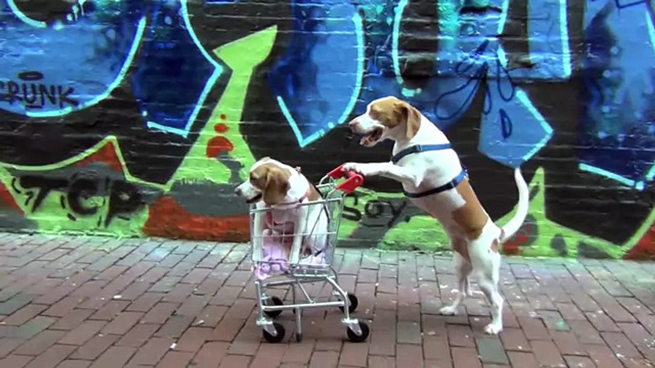 Dog Takes Puppy on Journey in Shopping Cart Cute Dog Maymo and Puppy