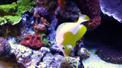 Знаменитый Каспер Fish.Трансформация цвета