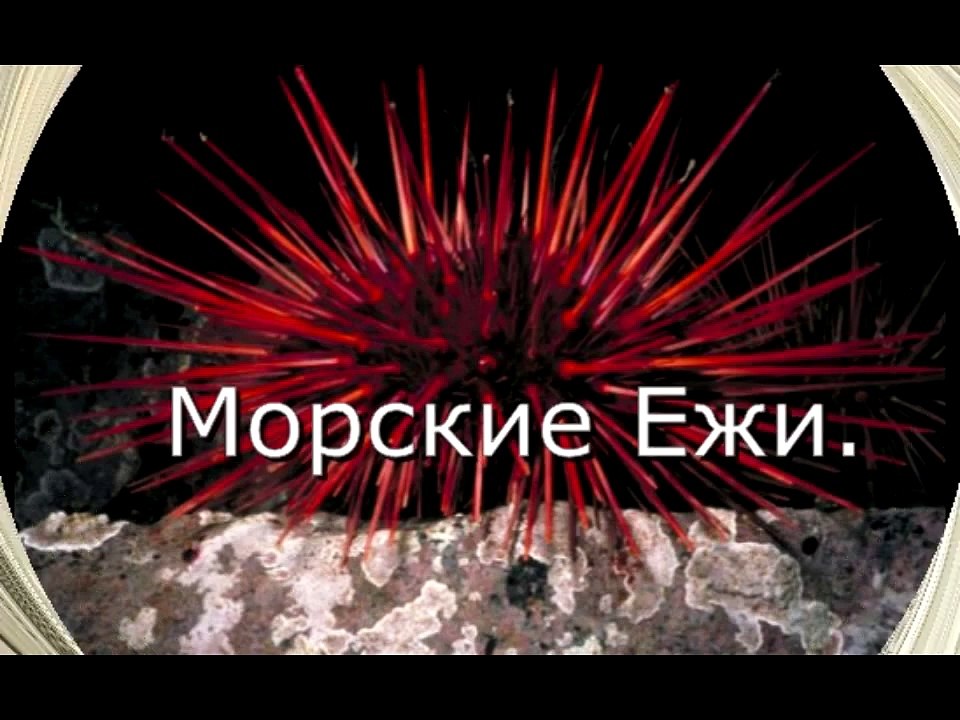 Морские ежи
