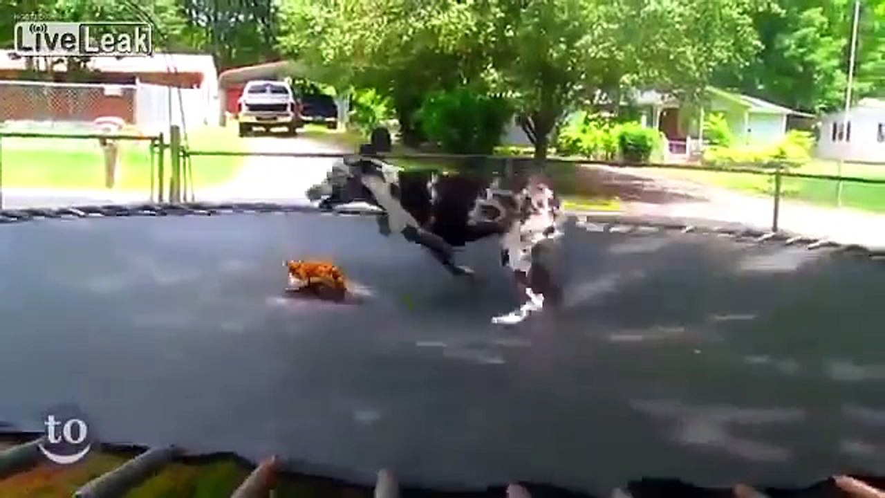 Animals on Trampolin