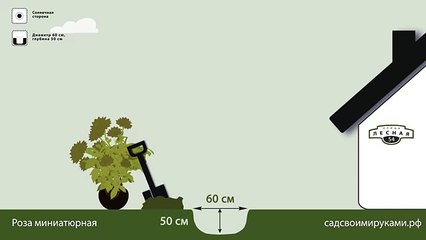 Роза миниатюрная. Инструкция по посадке. СадСвоимиРуками