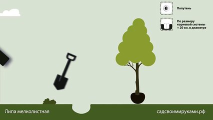 Липа мелколистная. Инструкция по посадке. СадСвоимиРуками