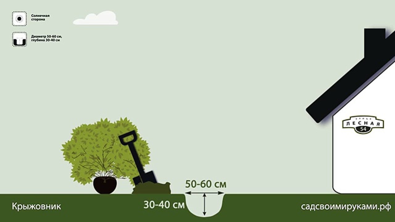Крыжовник. Инструкция по посадке. СадСвоимиРуками